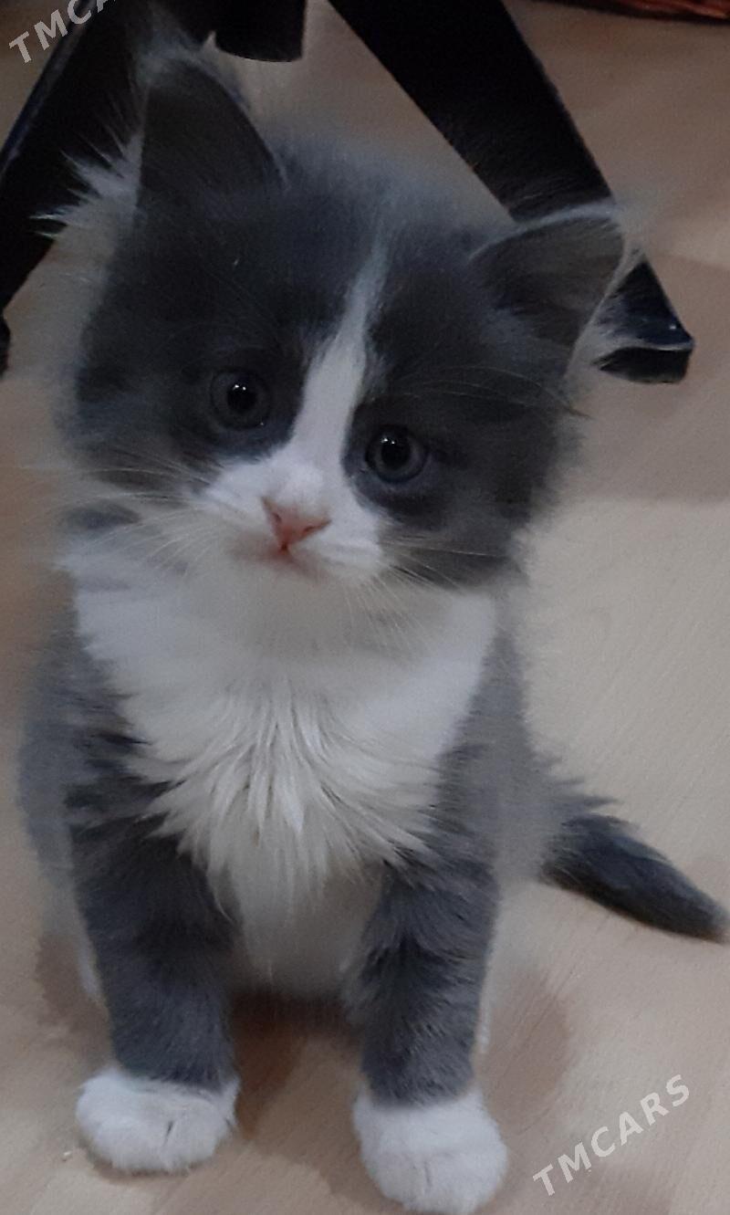 отдам котят - Ашхабад - img 1