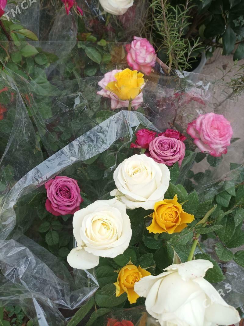 gallant roza guller - Bagyr - img 1