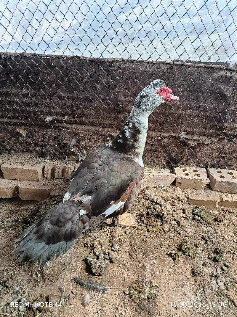 LOTGA ORDEK - Сакарчага - img 1