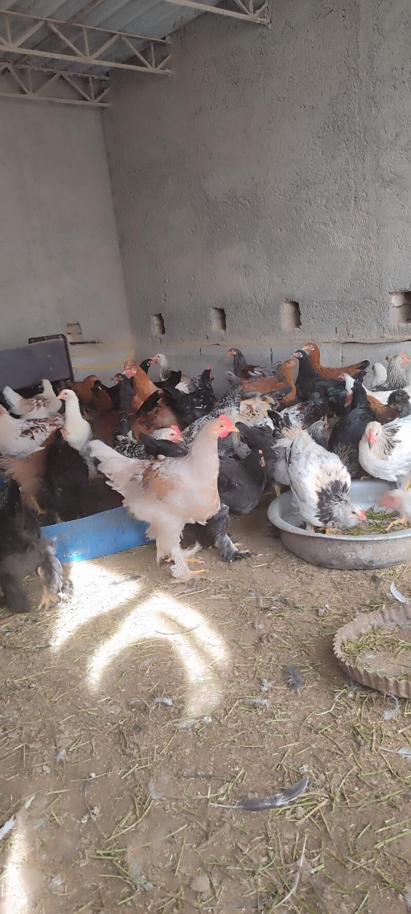 Troyka jüyje - Şatlyk - img 1