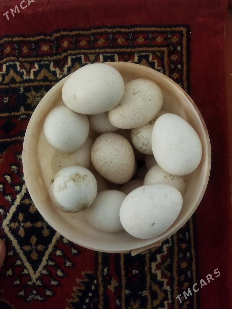 induk yumyrtga - Gumdag - img 1