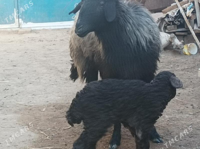 Kuzuly Goyun - Дянев - img 1