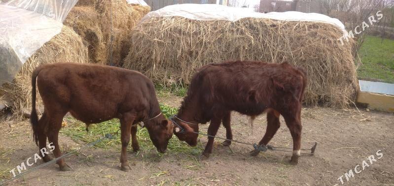 iki sany okuz - Çärjew - img 1