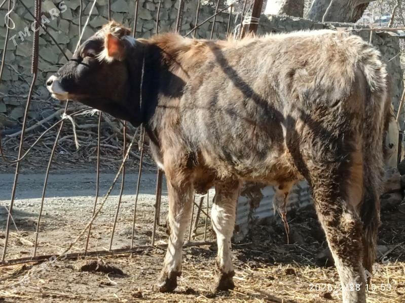 okuz,3sany - Bäherden - img 1