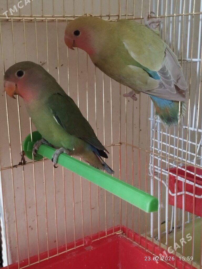 попугай молодые - Мары - img 1