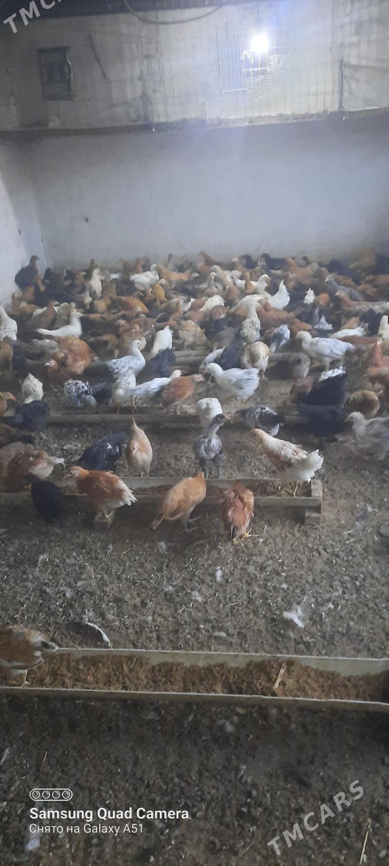 jüje 3aýlyk - Tejen - img 1