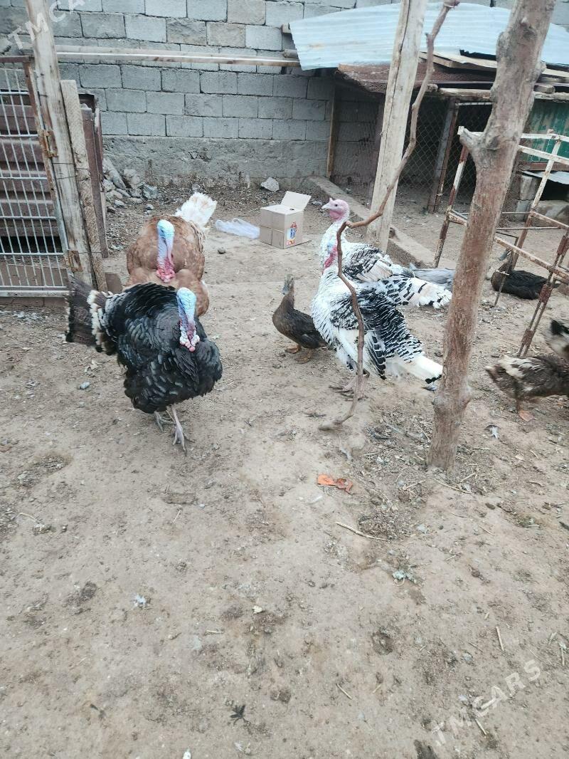 induk horaz - Çoganly - img 1