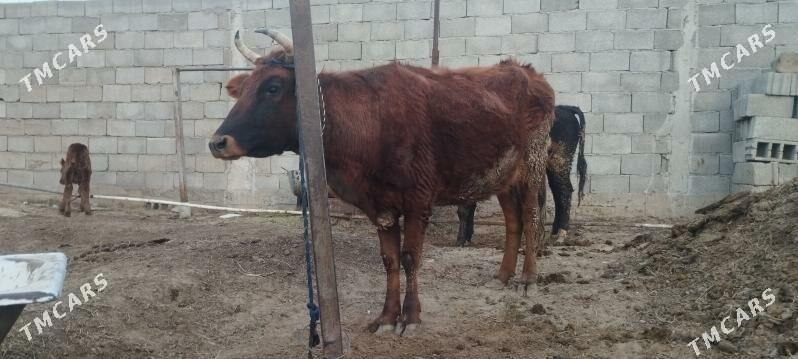 Göleli Sygyr - Gökdepe - img 1