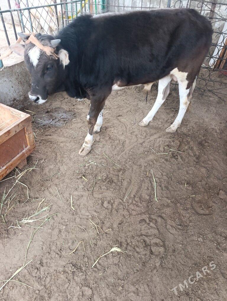 Okiz - Balkanabat - img 1