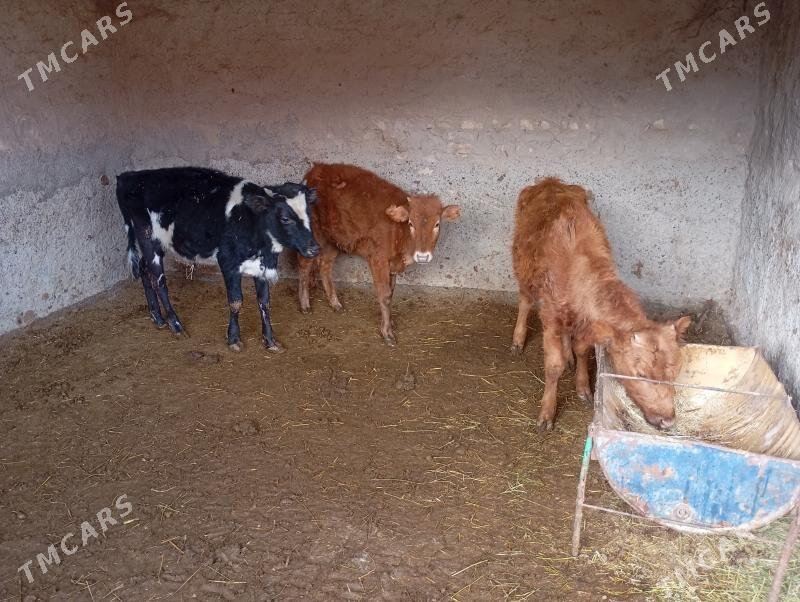 gulajyn - Мары - img 1