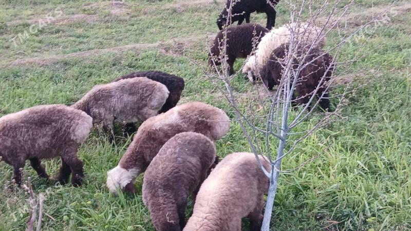 goýun ișșek tokly - Bagyr - img 1