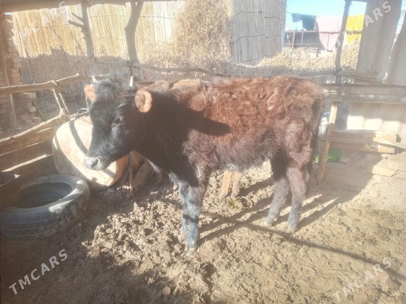 Tüwe - Babadaýhan - img 1