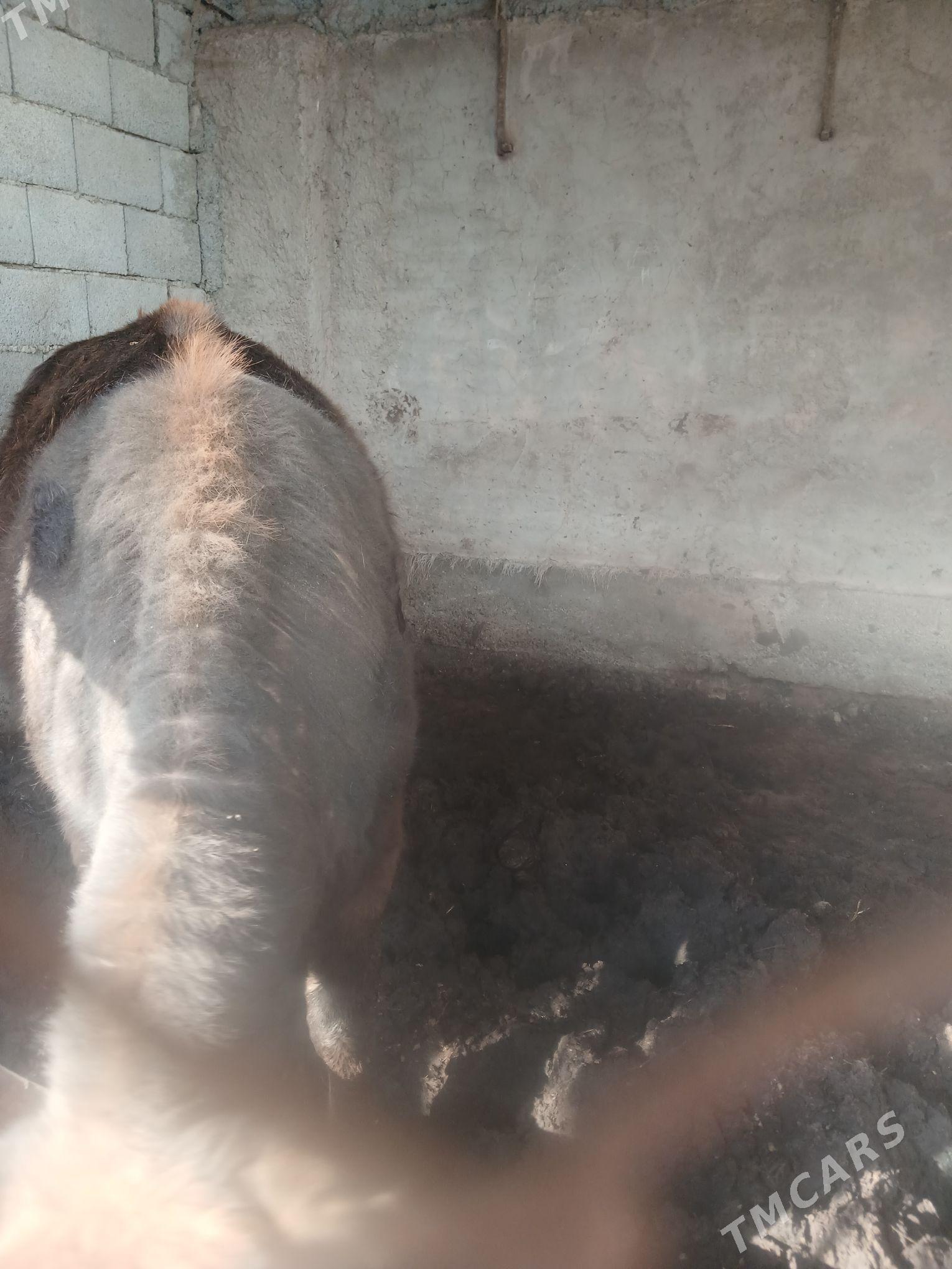 Tuwe - Tejen - img 1