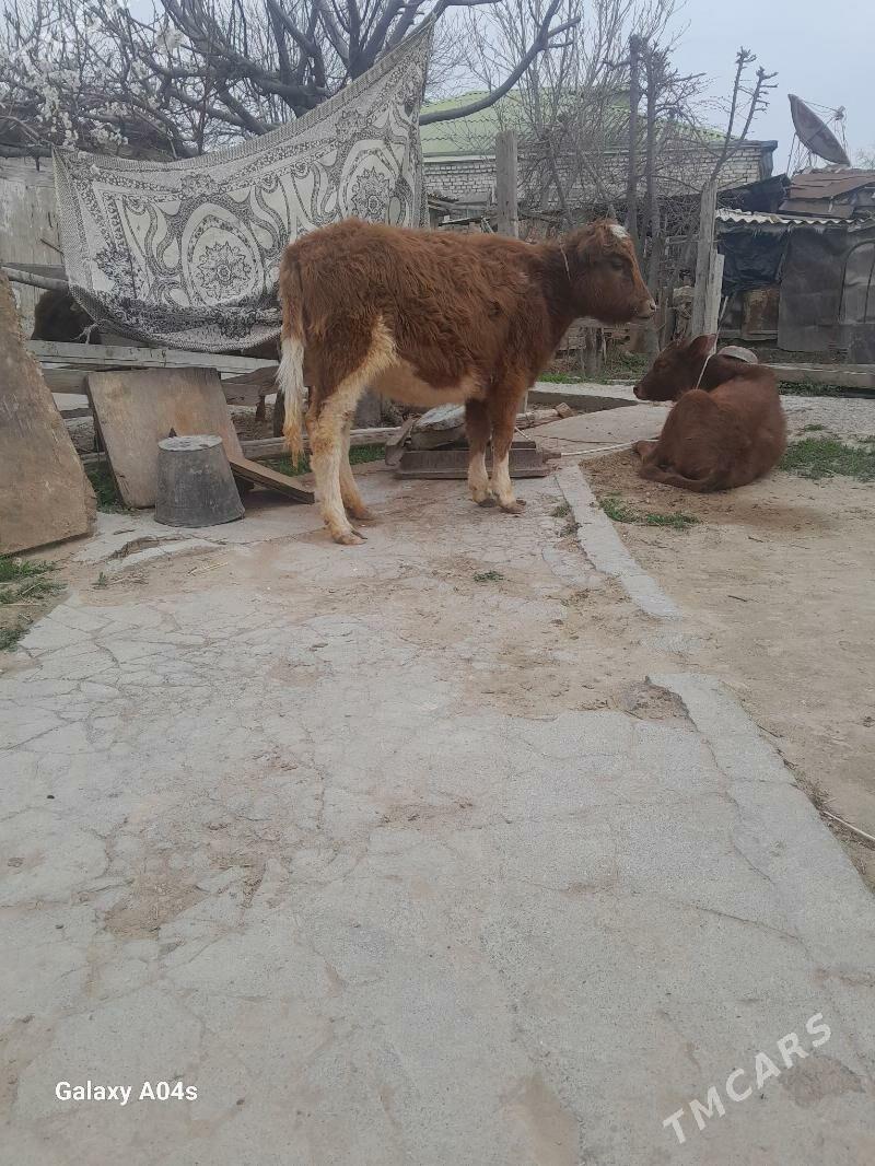 Tüwe - Köşi - img 1