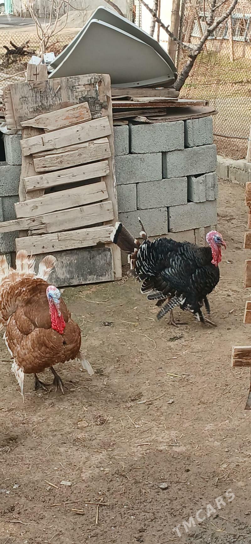 owgan induk - Aşgabat - img 1