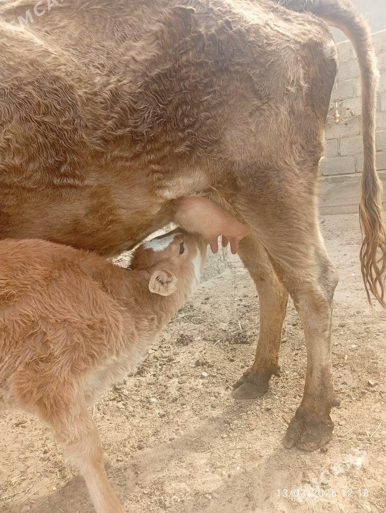 Tanaly sygyr - Gumdag - img 1