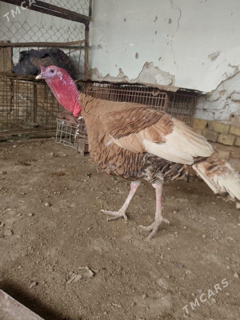 INDUK HORAZ - Теджен - img 1