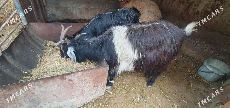 geçi... - Gökdepe - img 1