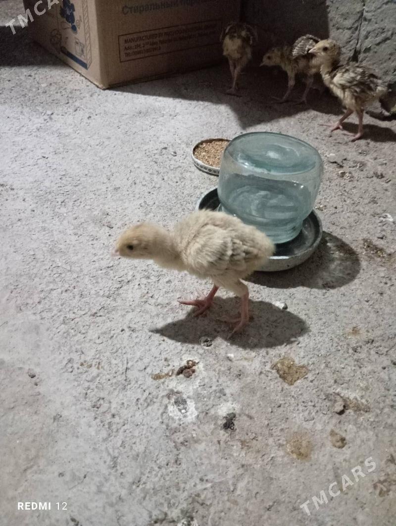 İnduk juje - Mary - img 1