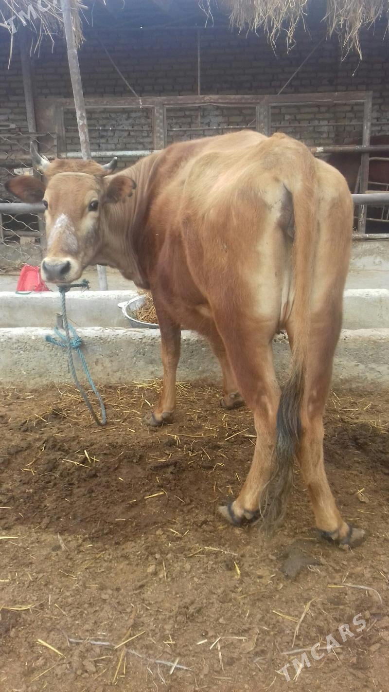 ýetik Bogaz sygyr - Çärjew - img 1