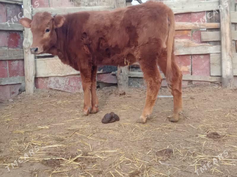 tuwe 3sany - Bäherden - img 1