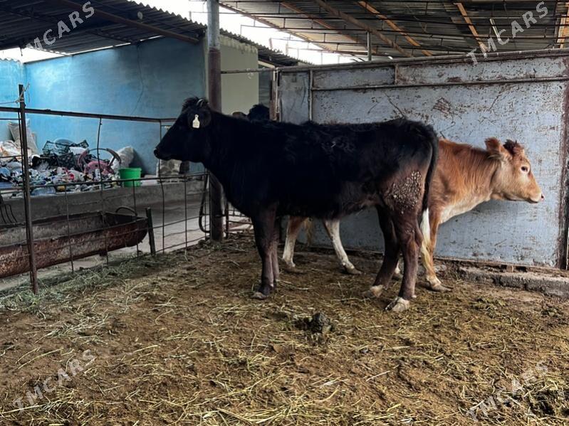 4 sany bakylan tuwe - Aşgabat - img 1