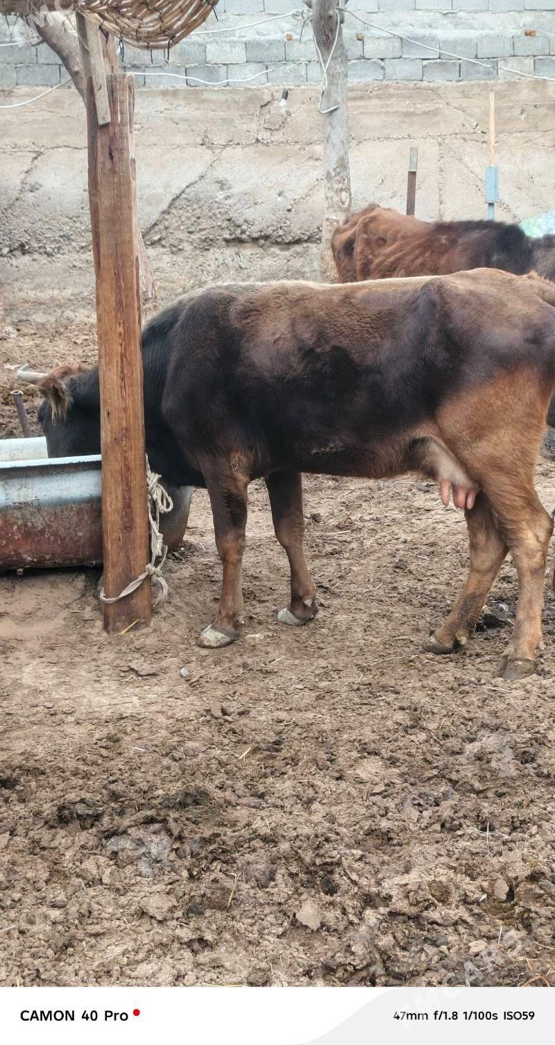 Göleli Sygyr - Çoganly - img 1