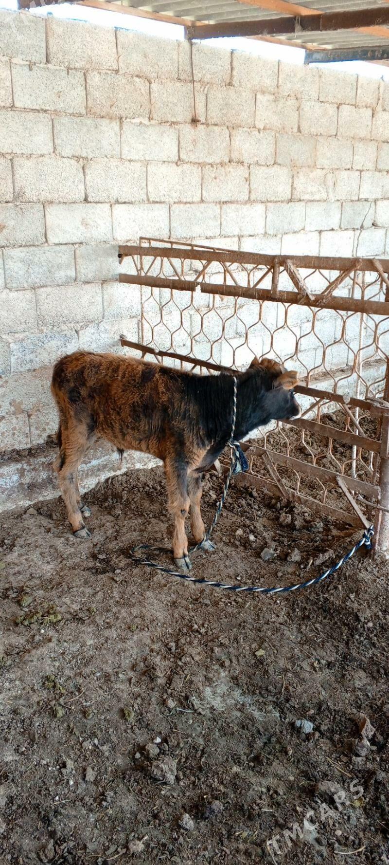 okuzçe gole - Mary - img 1