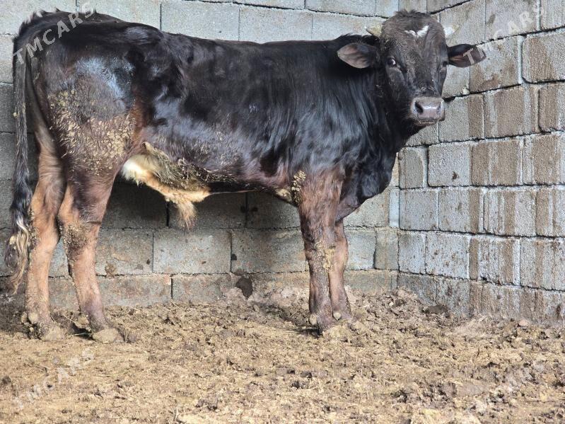 tohum Okuz - Aşgabat - img 1