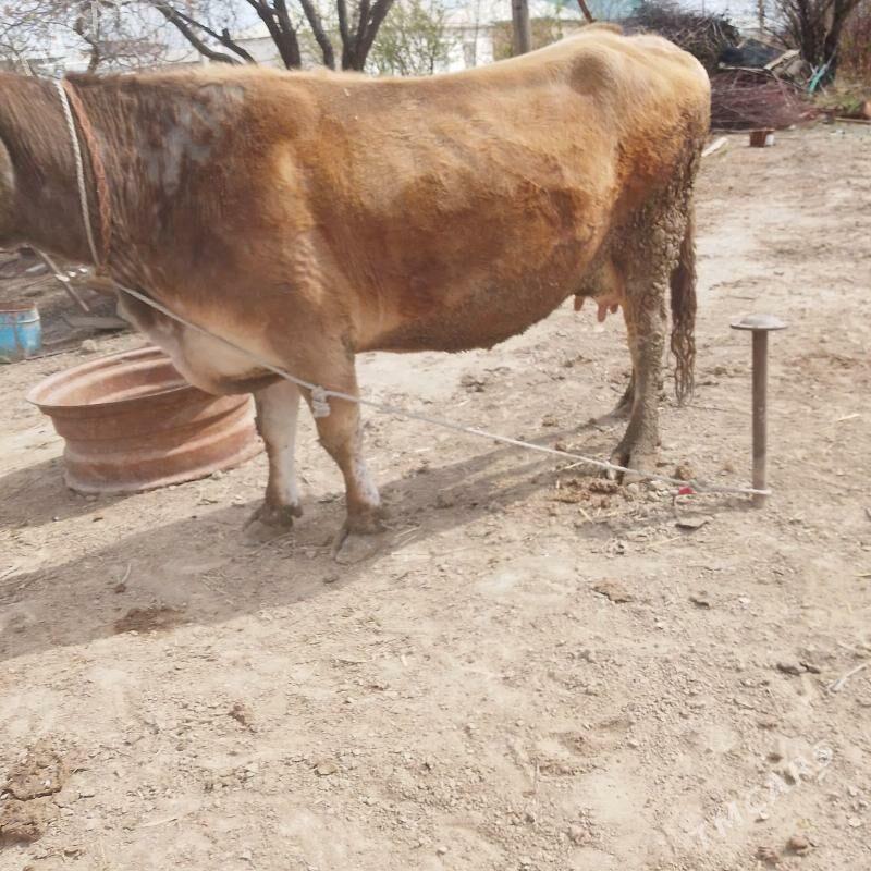 sygyrlar - Mary - img 1