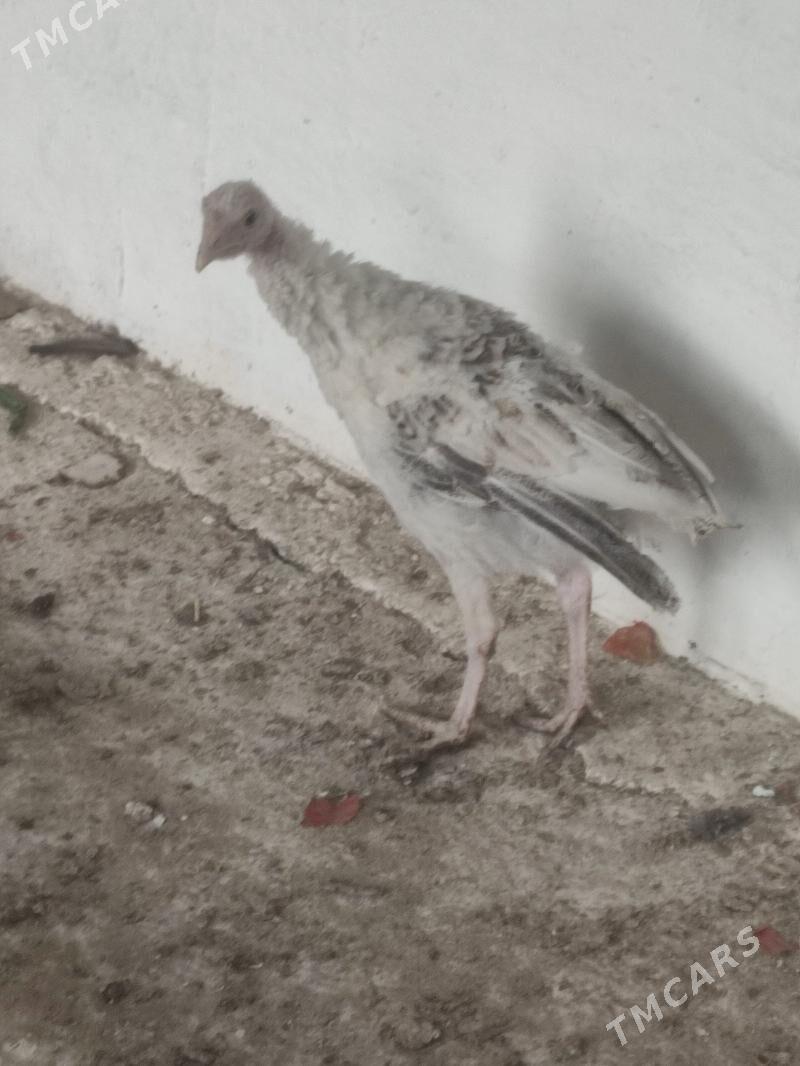 induk - Bäherden - img 1