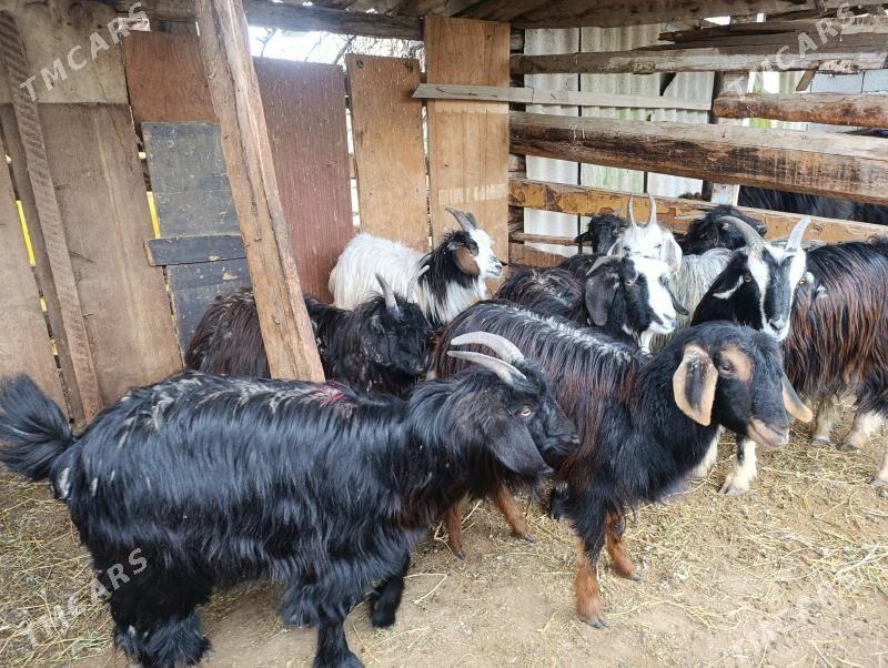 goyun geci - Bagyr - img 1