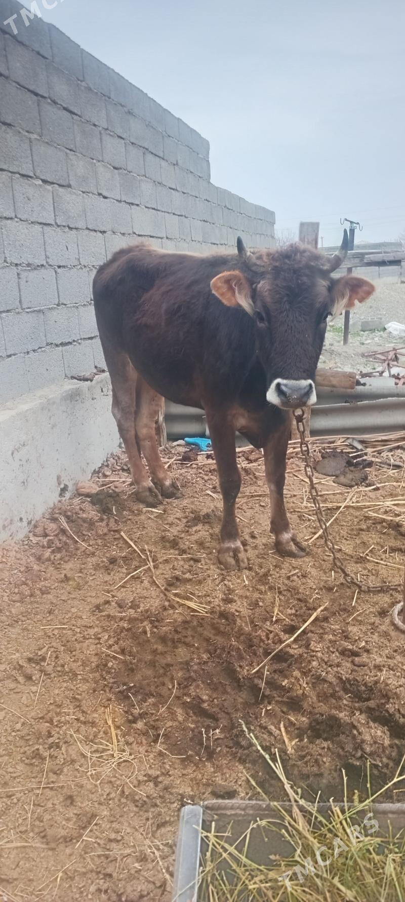 öküz tüwe - Änew - img 1