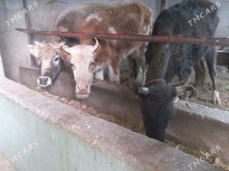 $ibes 5.mal - Бузмеин - img 1