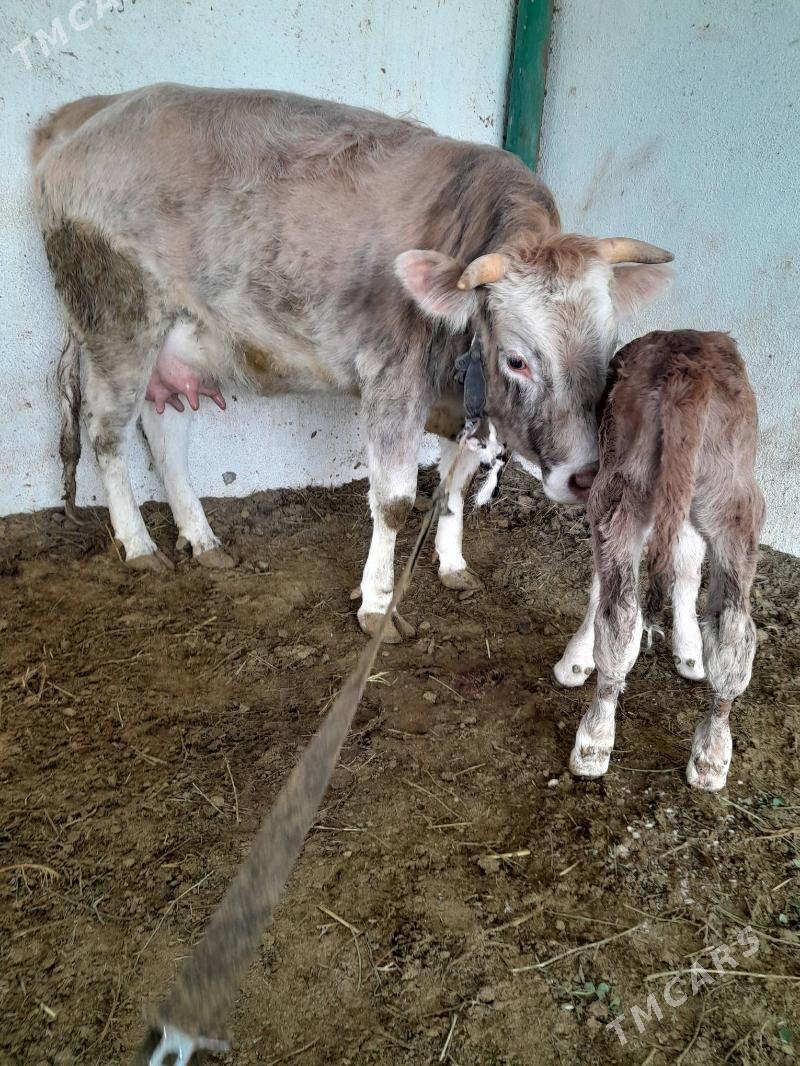 Goöleli sygyr - Gökdepe - img 1