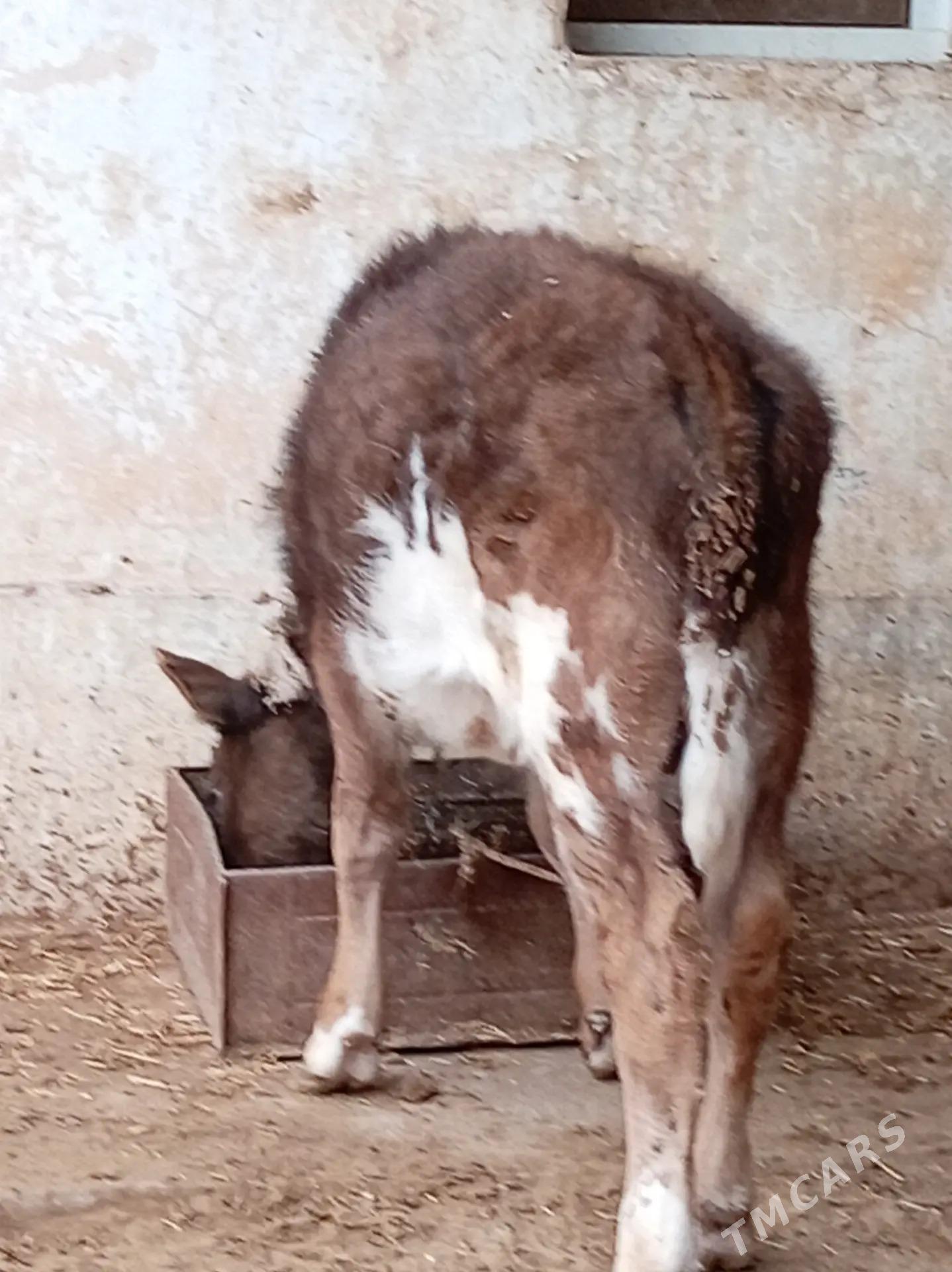 öküz - Jebel - img 1