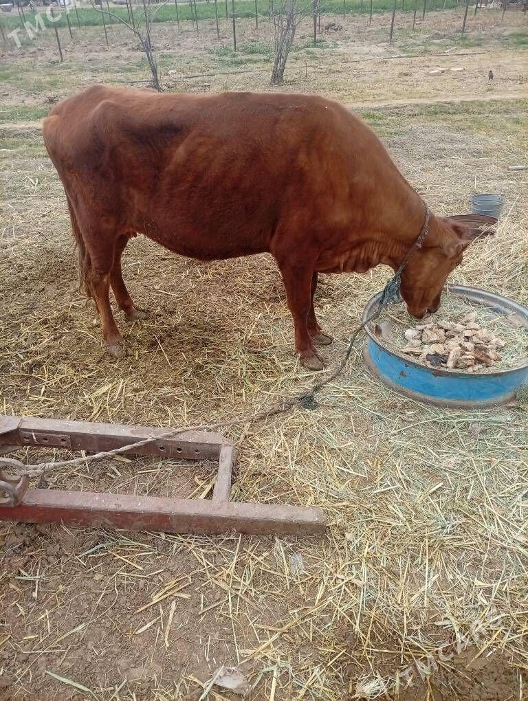 sygyr - Мургап - img 1