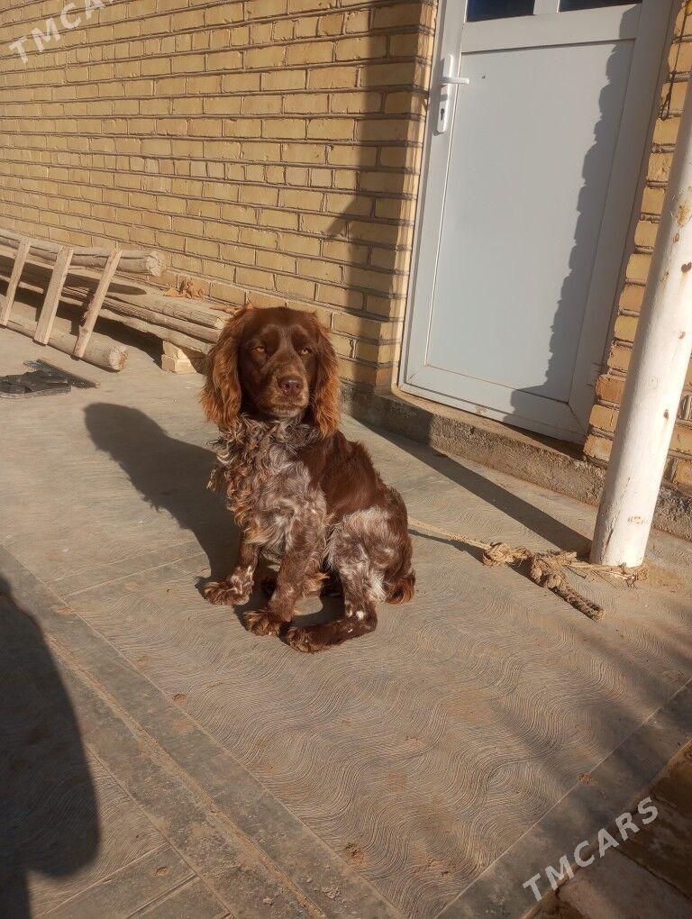 awçy köpek - Мургап - img 1