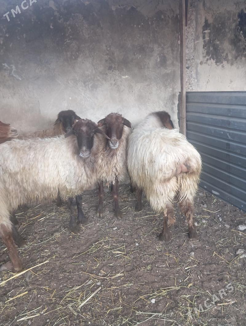 Goýun - Gypjak - img 1