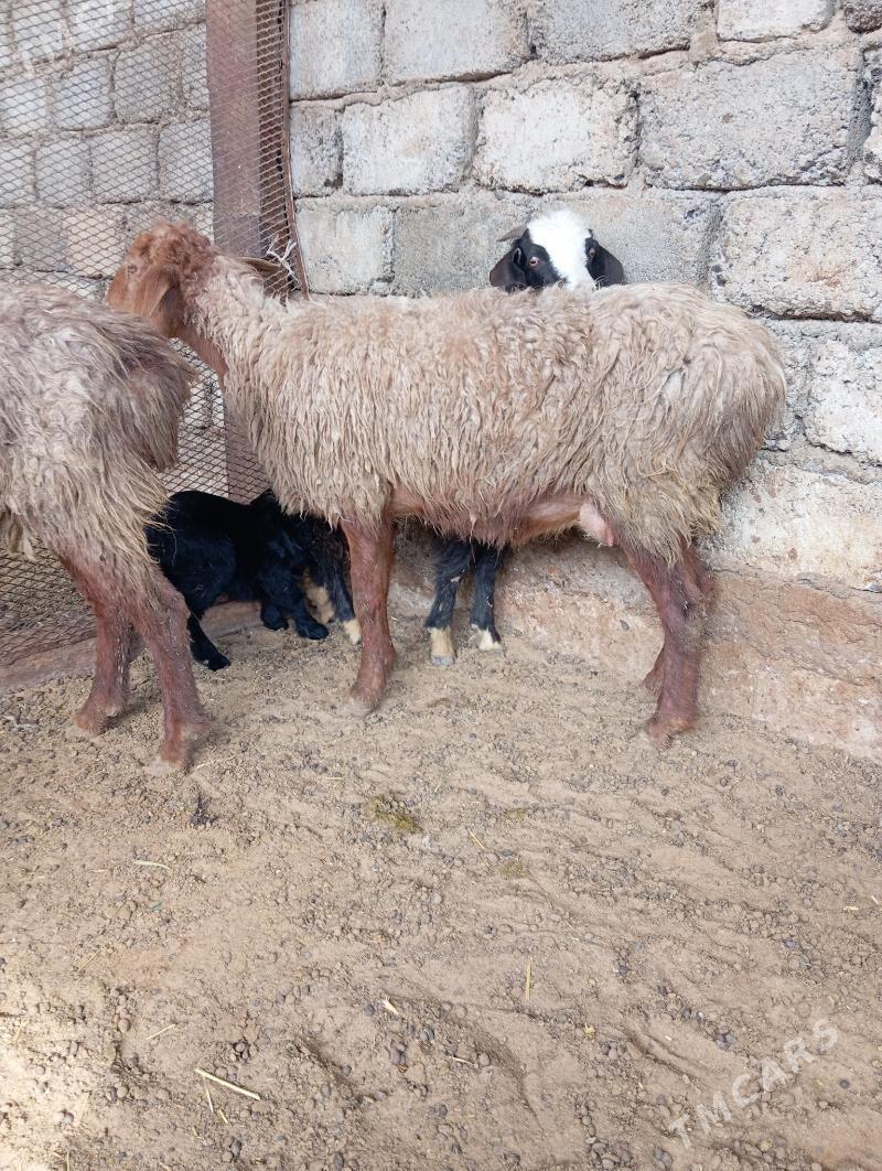 Goýun - Aşgabat - img 1