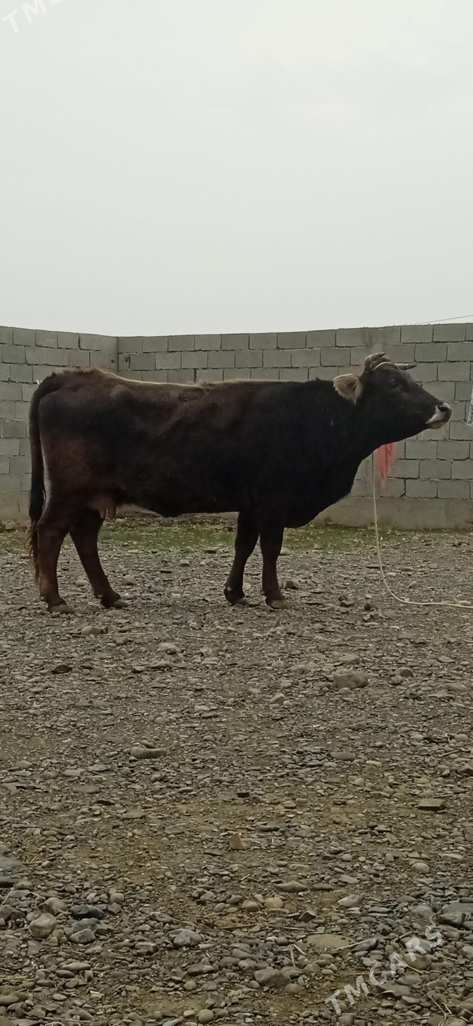 SYGYR - Бахарден - img 1