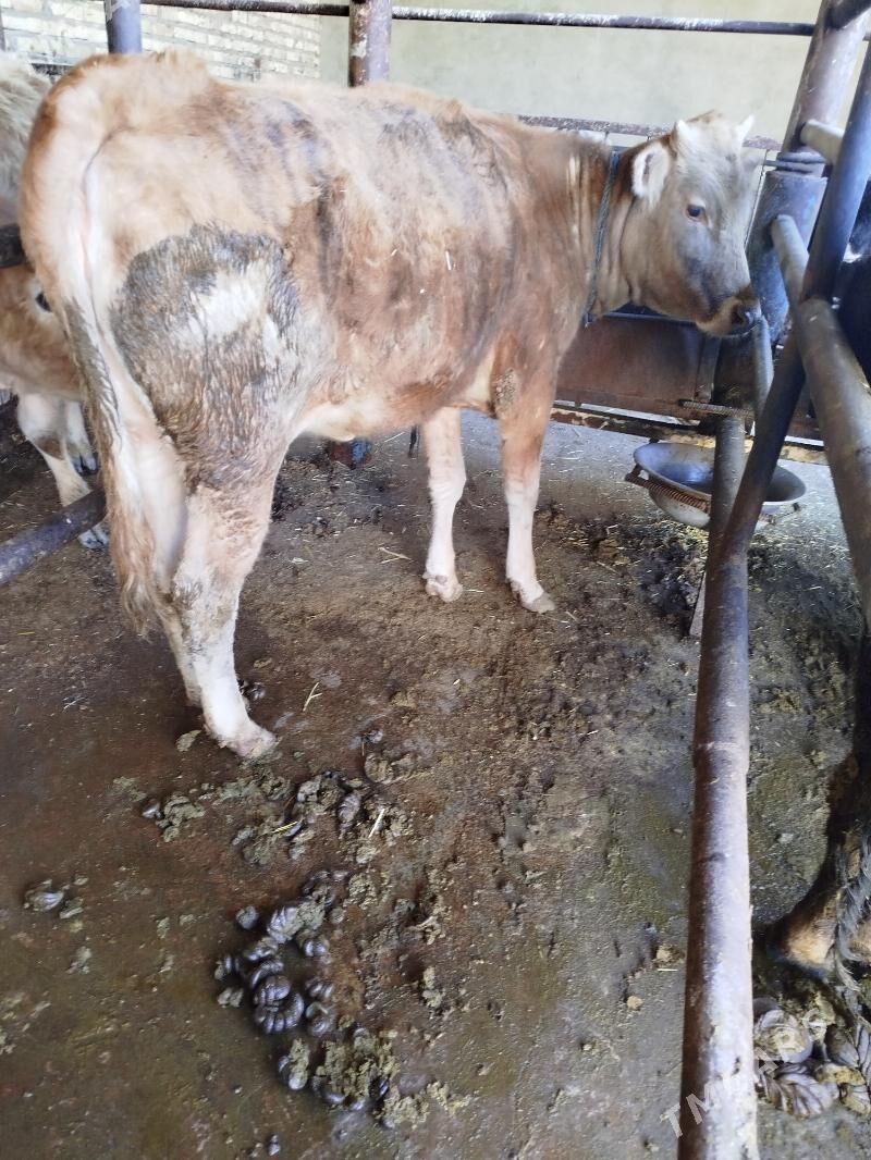 Tüwe 5 sany - Бахарден - img 1