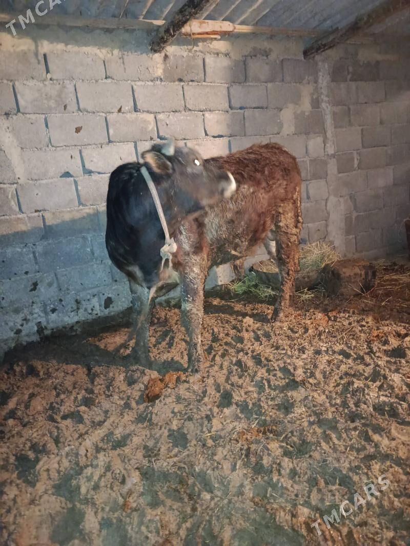 Okuz. Ahal. wel. Gäwers - Ак-Бугдайский этрап - img 1