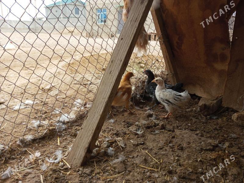 Júje - Балканабат - img 1