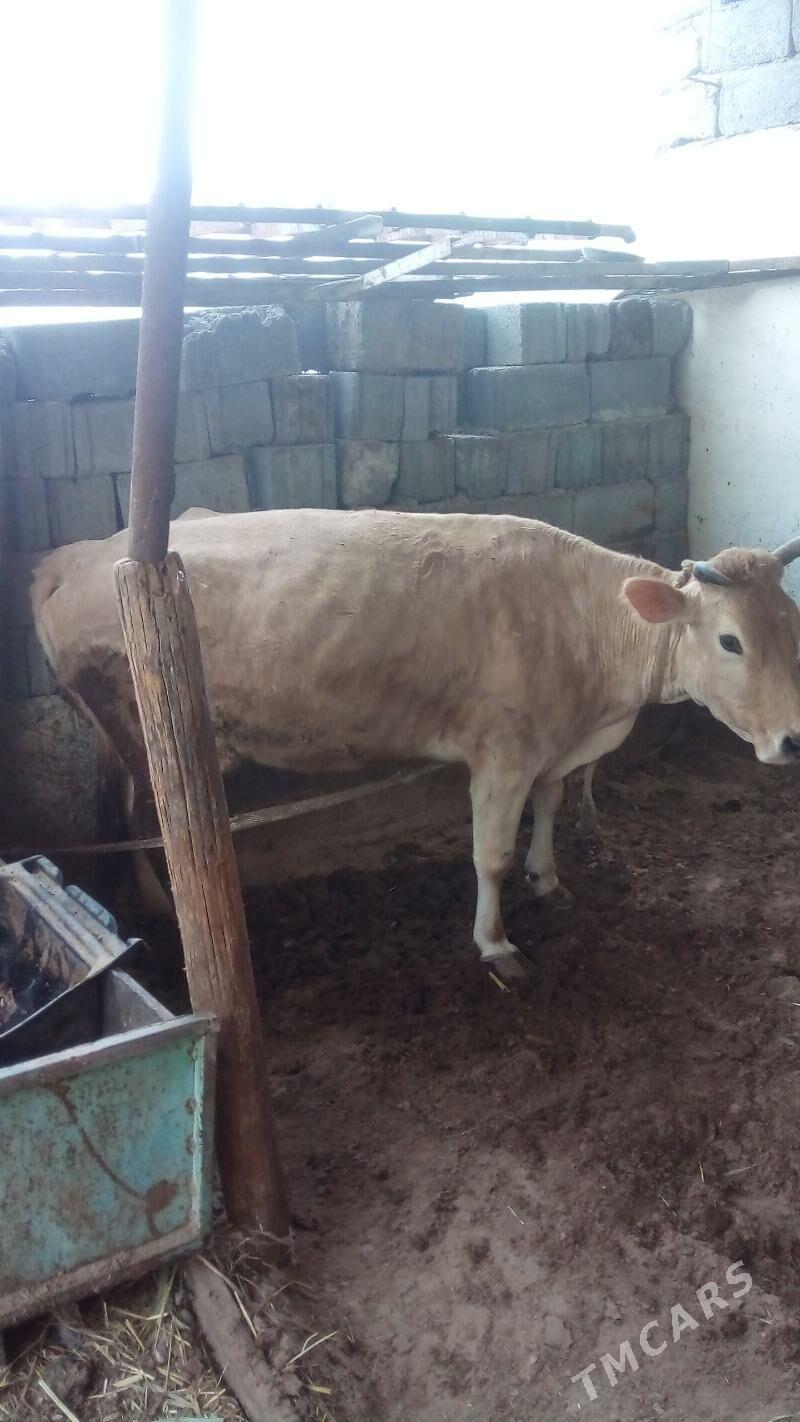 göleli sygyr tüve - Garadamak - img 1