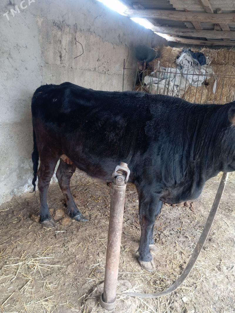 sygyr - Gypjak - img 1