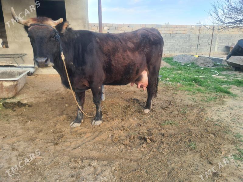 gòleli sygyr - Gurtly - img 1