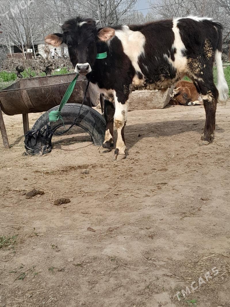 okuz - Gökdepe - img 1