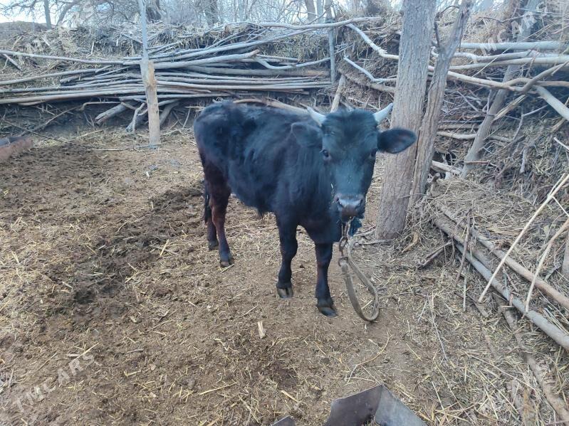 Öküz Okzce - Байрамали - img 1