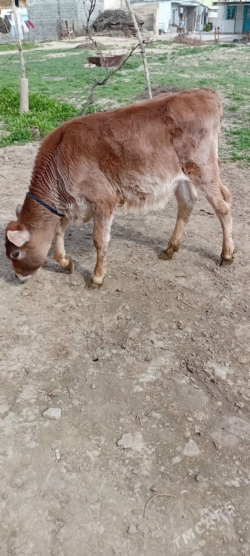 öküz şwes - Büzmeýin - img 1